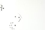 Fred
